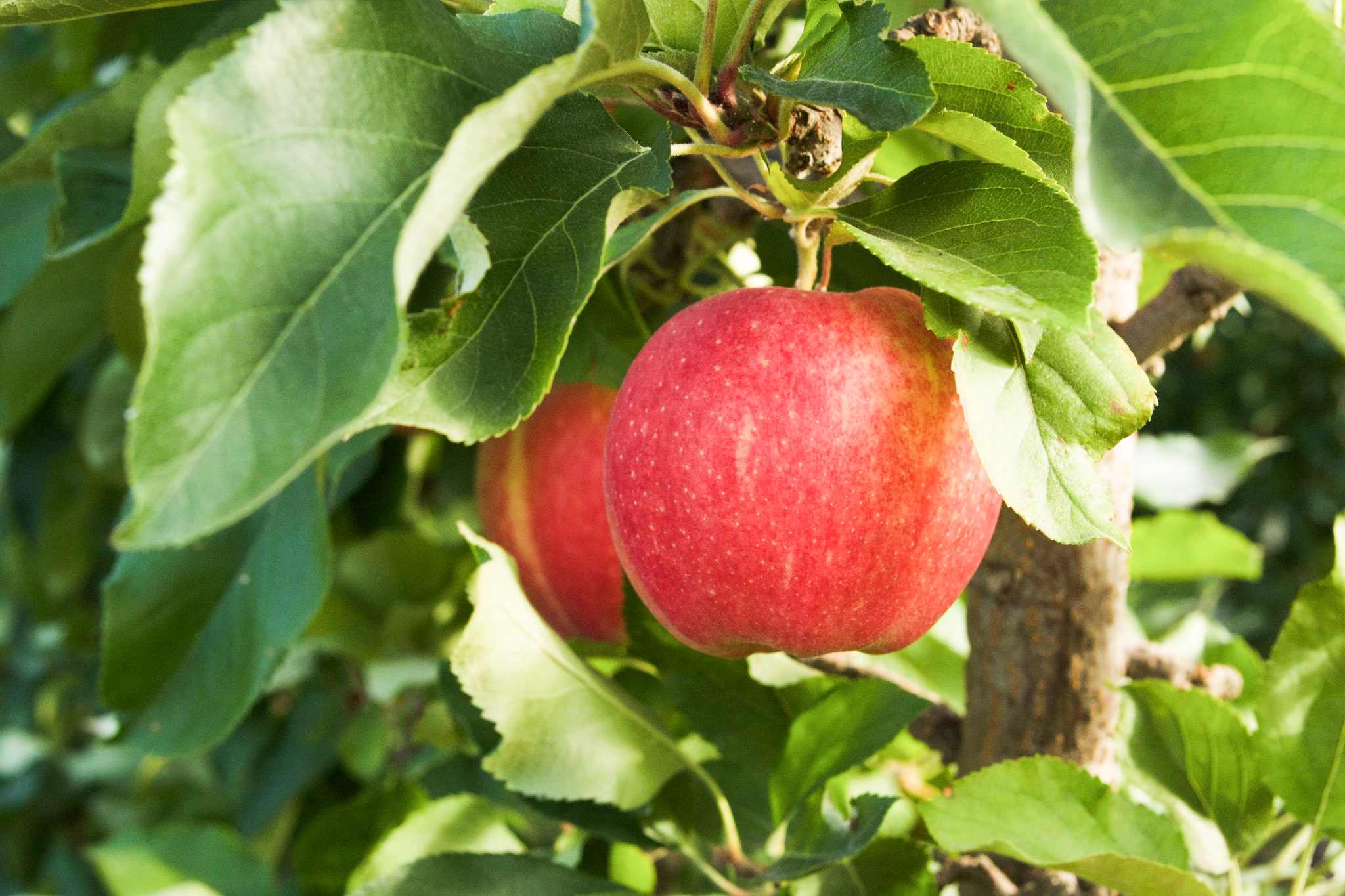 Close up of red apple on tree