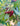 Cluster of red Bing cherries on limb of tree