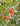 Orange and red ripe rainier cherries on limb of tree