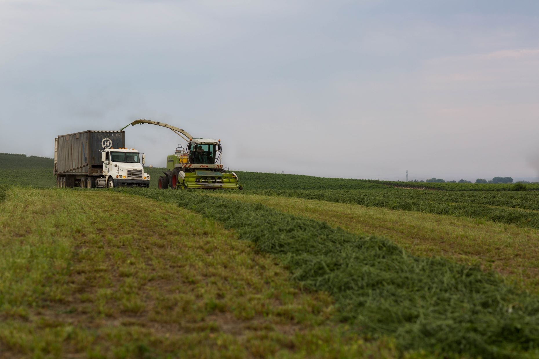 Hay harvesting tractor shooting the cut hay into a truck for hauling