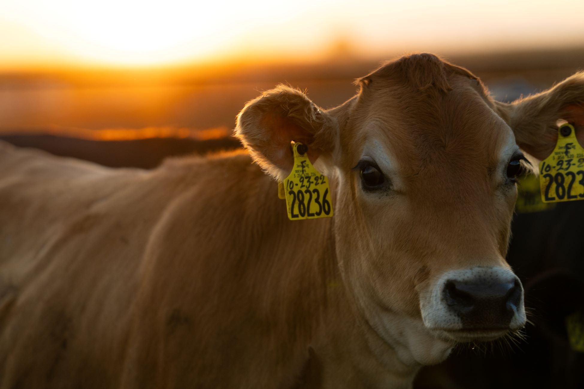 Image of golden brown jersey cow