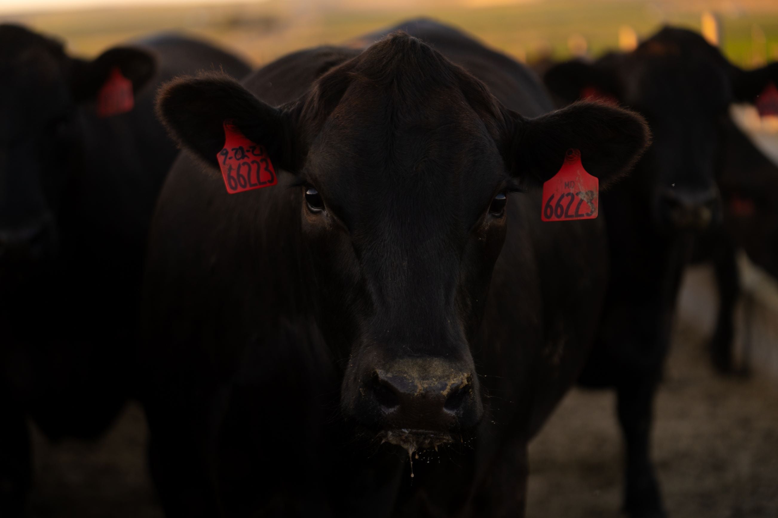 Black cow with red tag on right ear