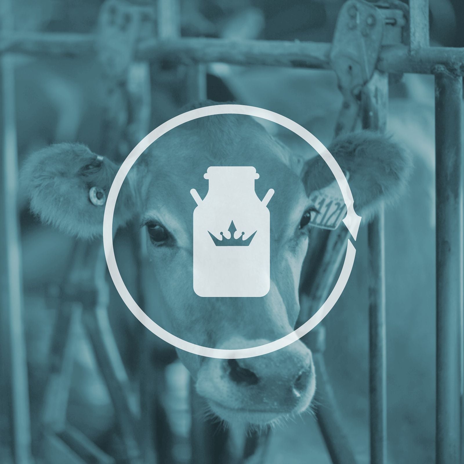 Royal Dairy Royal Family Farms