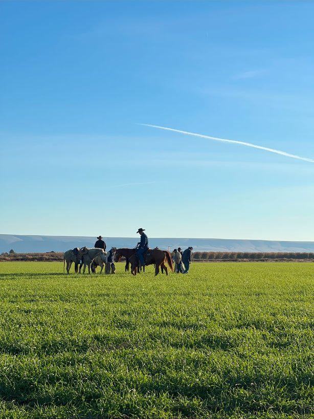 Ranch – Royal Family Farms