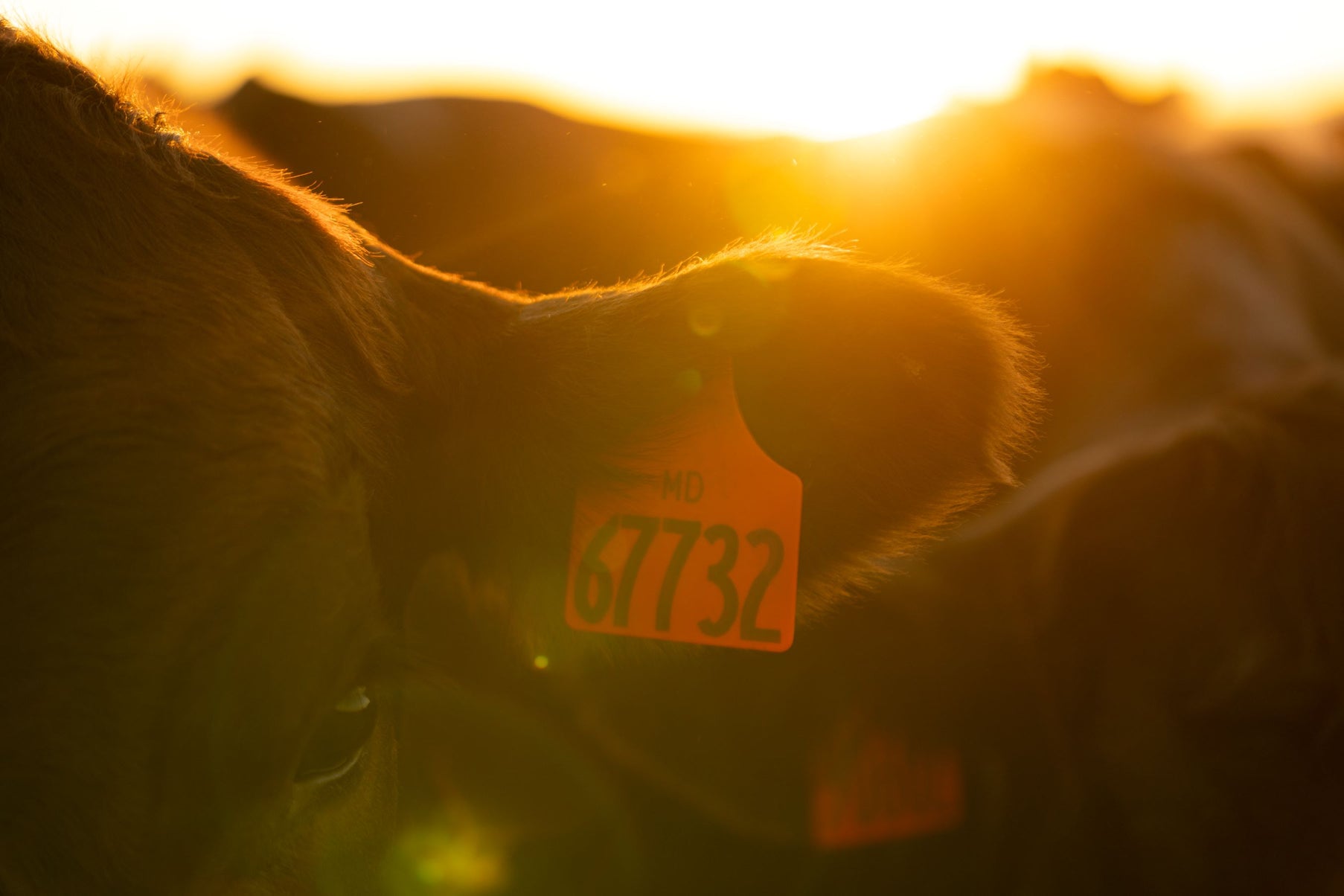 Ranch – Royal Family Farms