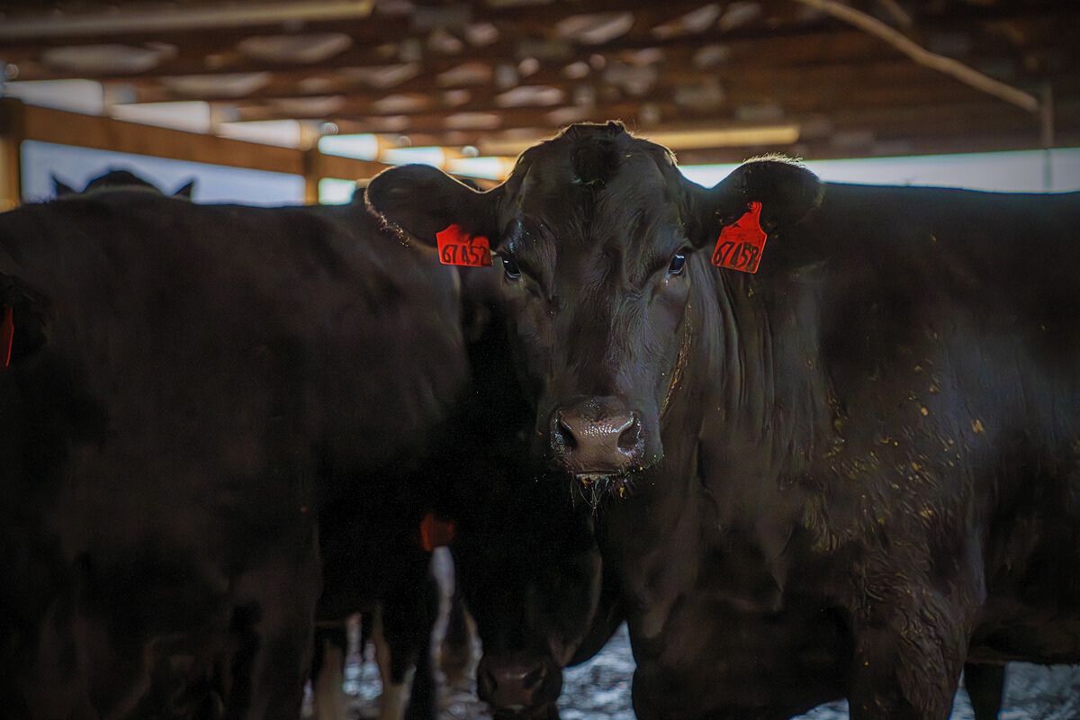 BEEF – Royal Family Farms